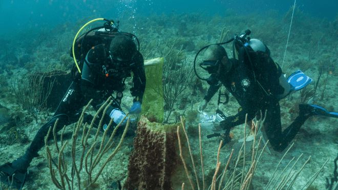 Alex Veglia ’16 collects samples of coral to bring back to the lab